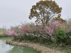 -苏州太湖国家湿地公园