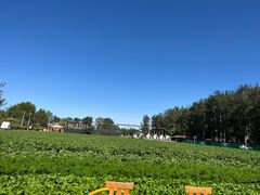 -尚庄度假村·庭台树下·户外烧烤·团建CS·轰趴营地(上庄水库店)