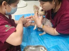 -伟伟宠物医院·CT影像中心·瑞派犬猫综合性门诊(汉口总院)