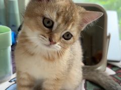 -伟伟宠物医院·瑞派猫友好医院·猫科(光谷店)