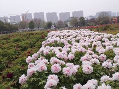 -曹州牡丹园