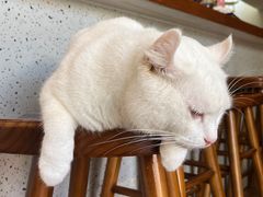 -有猫主题·治愈系猫咖(曾厝垵店)