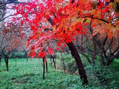 -木塔寺遗址生态公园