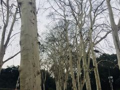 -武汉大学-樱园