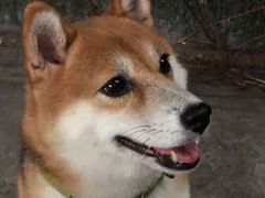 -柴犬高等学院·狗咖·柴犬售卖·宠物训练
