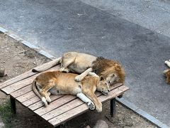 -大连森林动物园