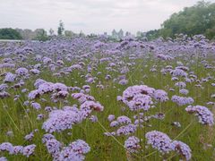 -杭州城北体育公园