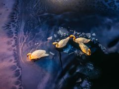 -罗红摄影艺术馆