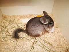 -龙猫仔乐园(惠福东路店)