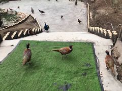 -栾川竹海野生动物园