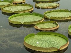 -白洋淀景区