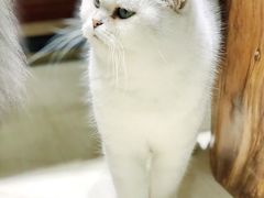 -猫亿天猫咖