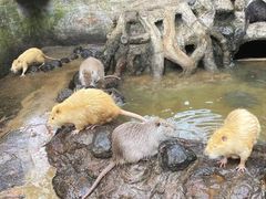 -海南热带野生动植物园