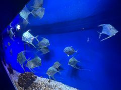 -洛阳龙门海洋馆