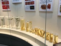 -广东中医药博物馆