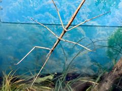 -上海大自然野生昆虫馆(东方明珠·爬宠昆虫探索中心)