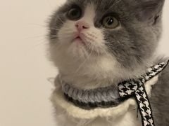 -伟伟宠物医院·CT影像中心·瑞派犬猫综合性门诊(汉口总院)