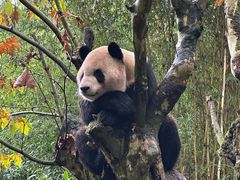 -都江堰中华大熊猫苑