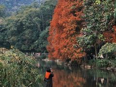 -深圳仙湖植物园