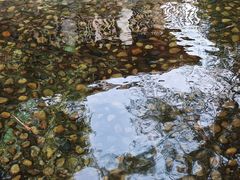 -罗浮山嘉宝田森林温泉度假酒店