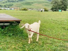 -新疆那拉提国家旅游度假区
