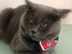 -猫在这儿猫咪咖啡馆·撸猫馆