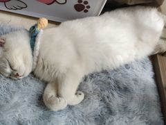 -lincat·猫舍(广州店)
