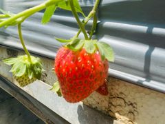 -甜心庄园·甜心草莓采摘园(西青中北店)