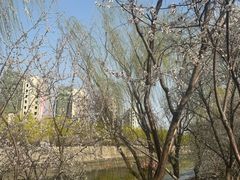 -桃花堤公园