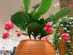 -第六季自助餐厅(北太平庄店)