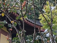 -西安大兴善寺