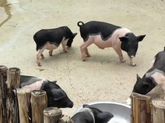 -保定市动物园