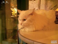 -Babycat私家御饼屋(龙头路一店)