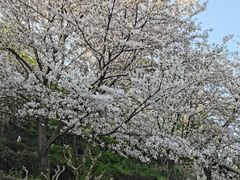 -苏州上方山国家森林公园