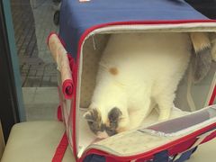 -瑞派康怡24h宠物医院·犬猫医疗中心·微创绝育(瑞景分院)