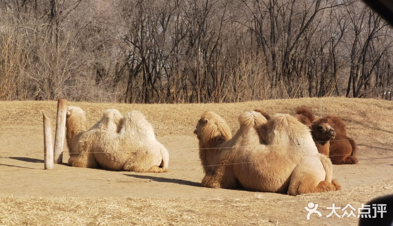 大兴野生动物园半日游