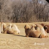 大兴野生动物园半日游