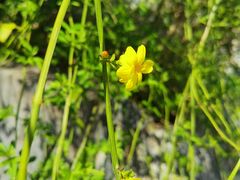 -上海吴淞炮台湾国家湿地公园