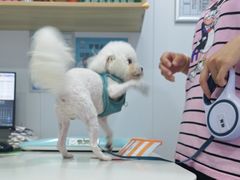 -天使宠物医院·犬猫分诊(彩虹店)