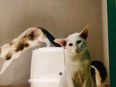 -飞行喵MR PILOT|猫舍·猫咖(静安大融城店)