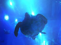 -成都浩海立方海洋公园