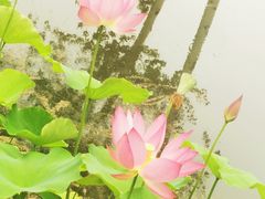 -济南植物园