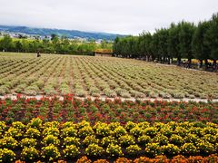 -富田农场