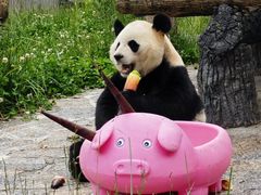 -卧龙自然保护区