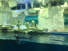 -华夏文旅海洋公园