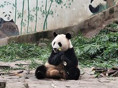 -中国大熊猫保护研究中心雅安碧峰峡基地