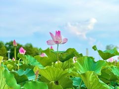 -滆湖低碳生态公园