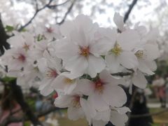 -武汉大学-樱园