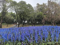 -云溪植物园