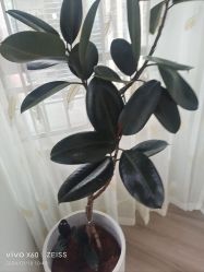 -HEYAN荷妍专业脱毛连锁机构